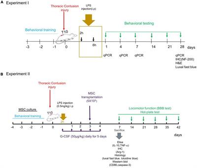 Novel therapeutic approach to slow down the inflammatory cascade in acute/subacute spinal cord injury: Early immune therapy with lipopolysaccharide enhanced neuroprotective effect of combinational therapy of granulocyte colony-stimulating factor and bone-marrow mesenchymal stem cell in spinal cord injury